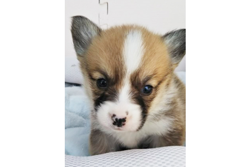 成約済の岩手県のウェルシュコーギーペンブローク-68378の11枚目