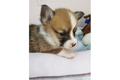 成約済の岩手県のウェルシュコーギーペンブローク-68378の9枚目