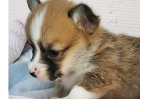 成約済の岩手県のウェルシュコーギーペンブローク-68378の8枚目