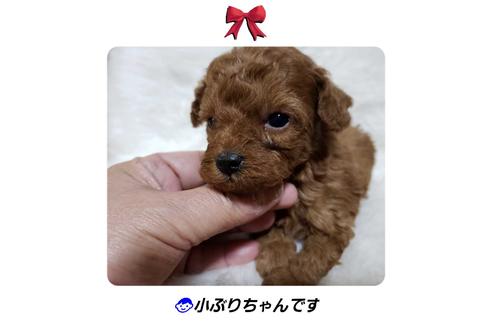 成約済の神奈川県のトイプードル-67894の2枚目