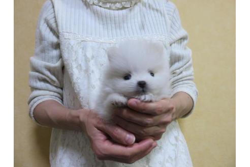 成約済の愛知県のポメラニアン-68499の5枚目