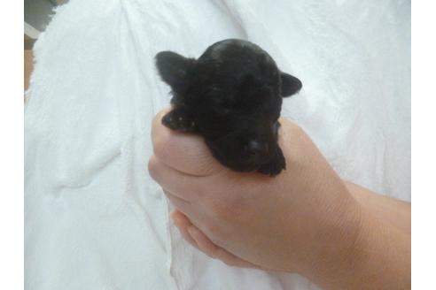 成約済の福岡県のトイプードル-68503の1枚目