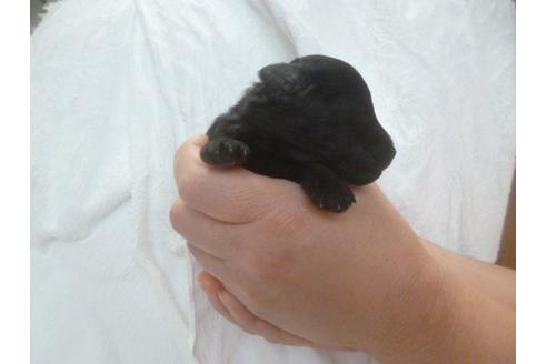 成約済の福岡県のトイプードル-68503の3枚目