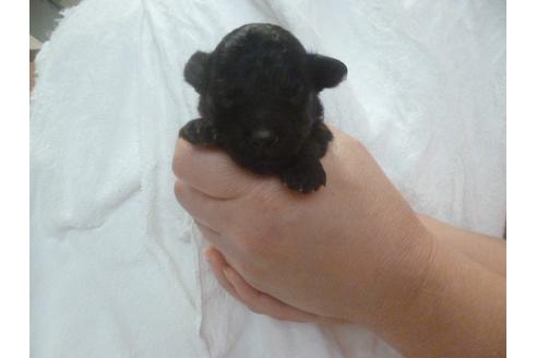 成約済の福岡県のトイプードル-68503の2枚目