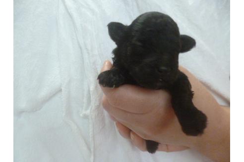 成約済の福岡県のトイプードル-68504の7枚目