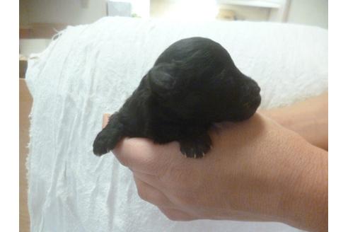 成約済の福岡県のトイプードル-68504の6枚目