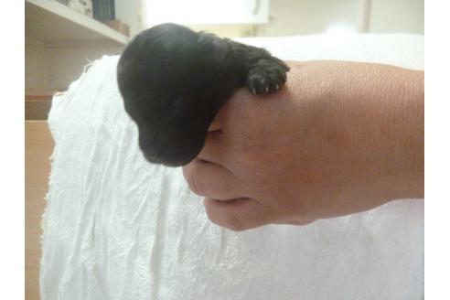 成約済の福岡県のトイプードル-68504の5枚目