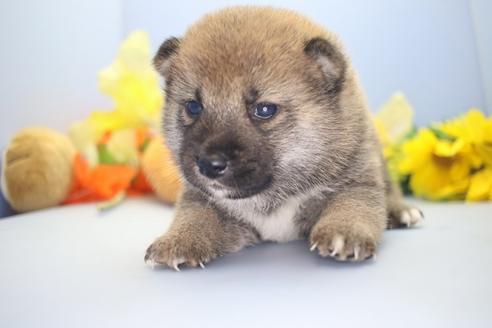 成約済の愛知県の柴犬-68520の1枚目