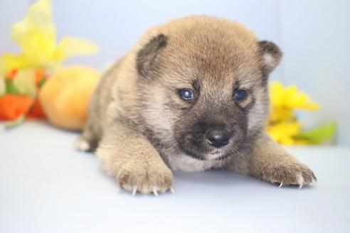 成約済の愛知県の柴犬-68520の3枚目