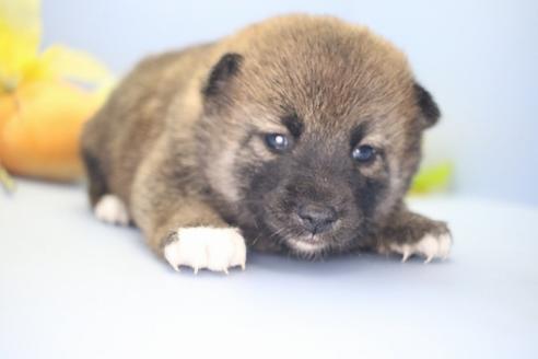 成約済の愛知県の柴犬-68521の6枚目