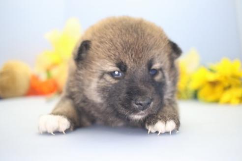 成約済の愛知県の柴犬-68521の5枚目