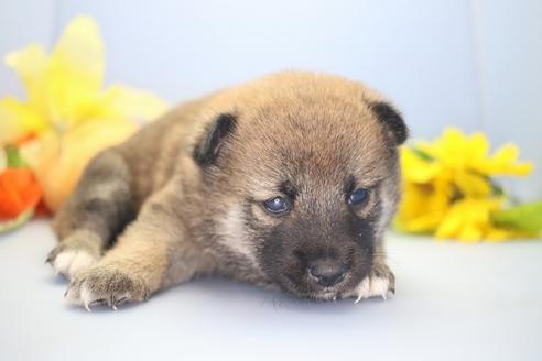 成約済の愛知県の柴犬-68522の8枚目