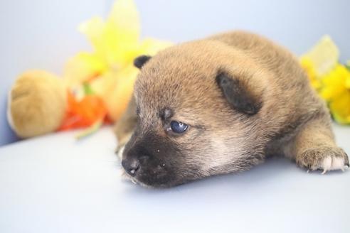 成約済の愛知県の柴犬-68522の6枚目