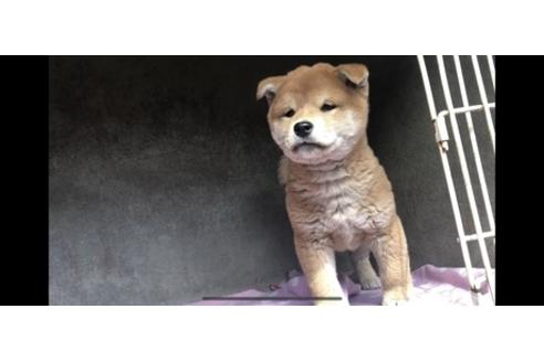 成約済の山梨県の柴犬-68550の6枚目