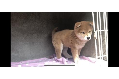 成約済の山梨県の柴犬-68550の5枚目