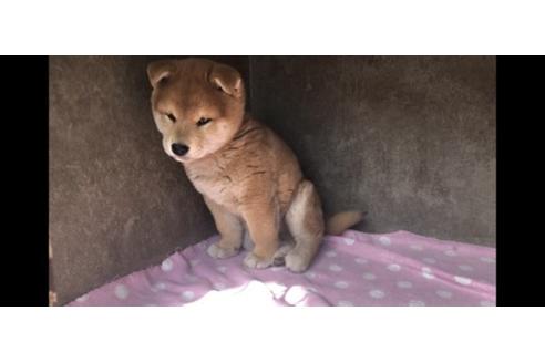 成約済の山梨県の柴犬-68550の4枚目