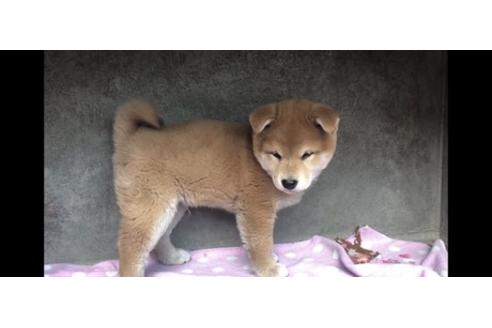 成約済の山梨県の柴犬-68550の3枚目