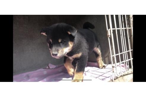 成約済の山梨県の柴犬-68551の6枚目