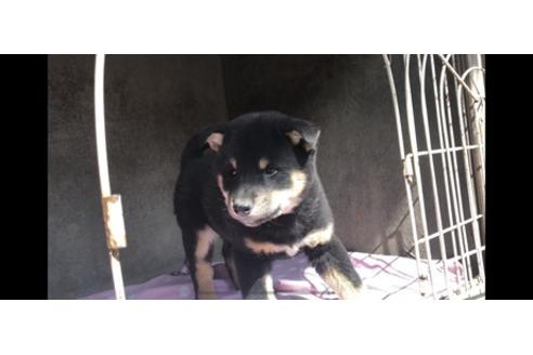 成約済の山梨県の柴犬-68551の5枚目