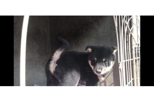 成約済の山梨県の柴犬-68551の4枚目
