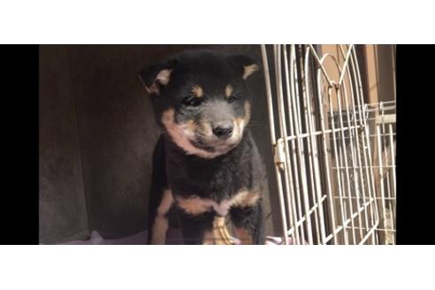 成約済の山梨県の柴犬-68551の3枚目