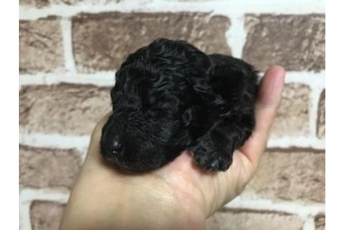 成約済の埼玉県のトイプードル-68617の13枚目