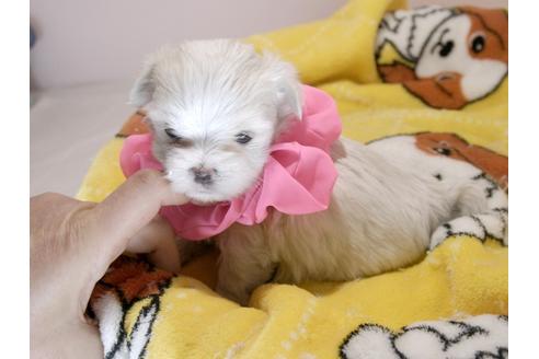 成約済の埼玉県のマルチーズ-68619の8枚目
