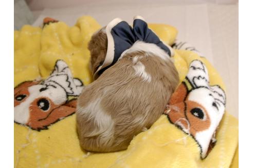 成約済の埼玉県のキャバリアキングチャールズスパニエル-68626の6枚目
