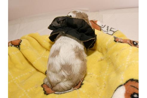 成約済の埼玉県のキャバリアキングチャールズスパニエル-68627の11枚目