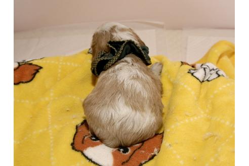 成約済の埼玉県のキャバリアキングチャールズスパニエル-68628の11枚目