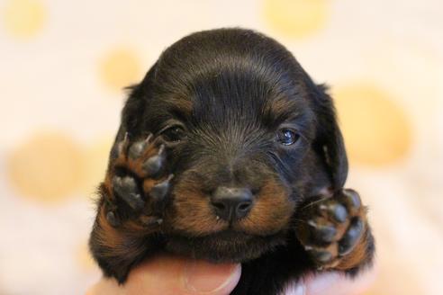 成約済の愛知県のカニンヘンダックスフンド(ロングヘアード)-68114の14枚目