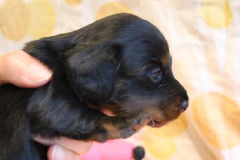 成約済の愛知県のカニンヘンダックスフンド(ロングヘアード)-68114の13枚目