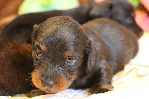 成約済の愛知県のカニンヘンダックスフンド(ロングヘアード)-68114の12枚目