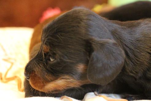 成約済の愛知県のカニンヘンダックスフンド(ロングヘアード)-68114の11枚目