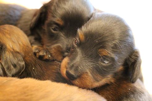 成約済の愛知県のカニンヘンダックスフンド(ロングヘアード)-68114の10枚目