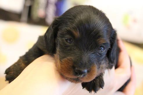 成約済の愛知県のカニンヘンダックスフンド(ロングヘアード)-68115の28枚目