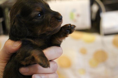 成約済の愛知県のカニンヘンダックスフンド(ロングヘアード)-68115の27枚目