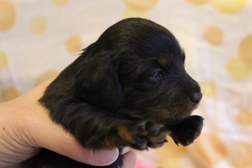 成約済の愛知県のカニンヘンダックスフンド(ロングヘアード)-68115の26枚目