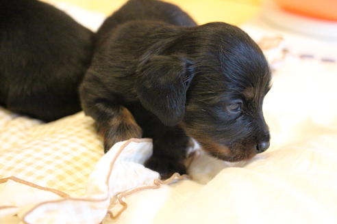 成約済の愛知県のカニンヘンダックスフンド(ロングヘアード)-68115の25枚目