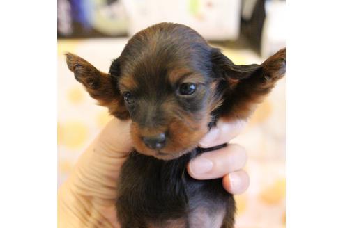 成約済の愛知県のカニンヘンダックスフンド(ロングヘアード)-68113の24枚目