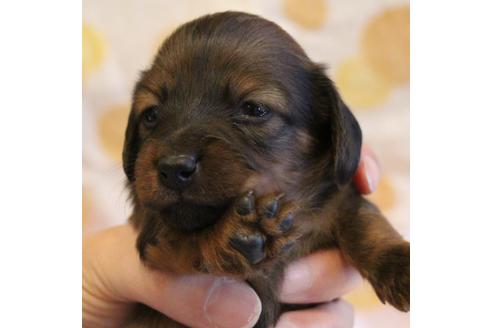 成約済の愛知県のカニンヘンダックスフンド(ロングヘアード)-68113の23枚目