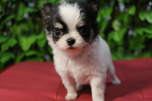 成約済の京都府のチワワ(ロングコート)-67311の1枚目