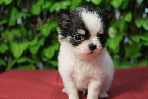 成約済の京都府のチワワ(ロングコート)-67311の5枚目