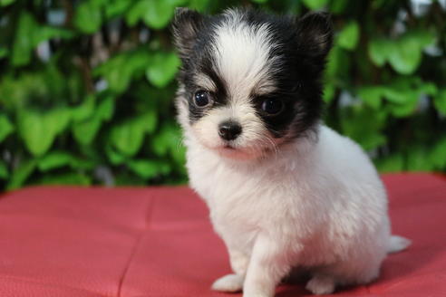 成約済の京都府のチワワ(ロングコート)-67311の4枚目