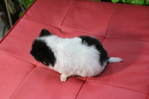 成約済の京都府のチワワ(ロングコート)-67311の3枚目