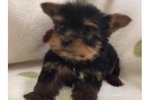 岐阜県のヨークシャーテリア 男の子 19 02 07生まれ スチールブルー タン 子犬id 633 ブリーダーナビ