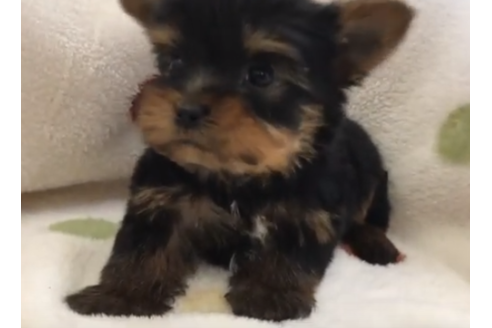 岐阜県のヨークシャーテリア 男の子 19 02 07生まれ スチールブルー タン 子犬id 633 ブリーダーナビ