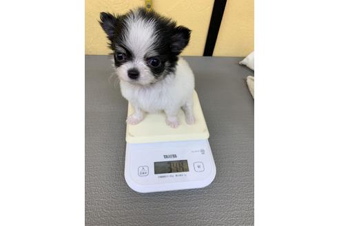 成約済の京都府のチワワ(ロングコート)-67311の2枚目