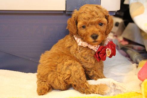 成約済の愛知県のトイプードル-67389の5枚目