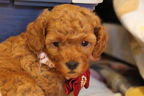 成約済の愛知県のトイプードル-67389の4枚目